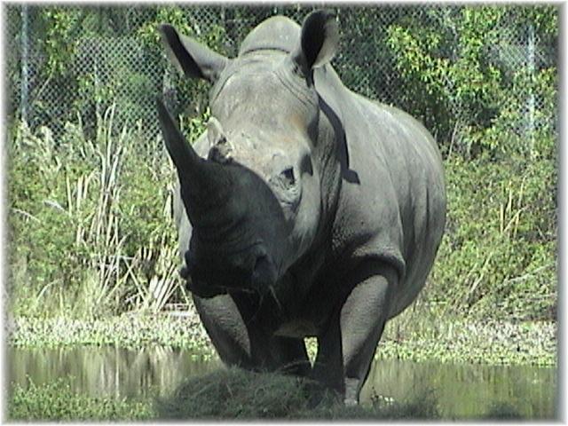 WHITE RHINOCEROS 0130